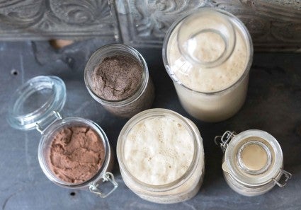 Different types of starters and preferments arrayed on a table.